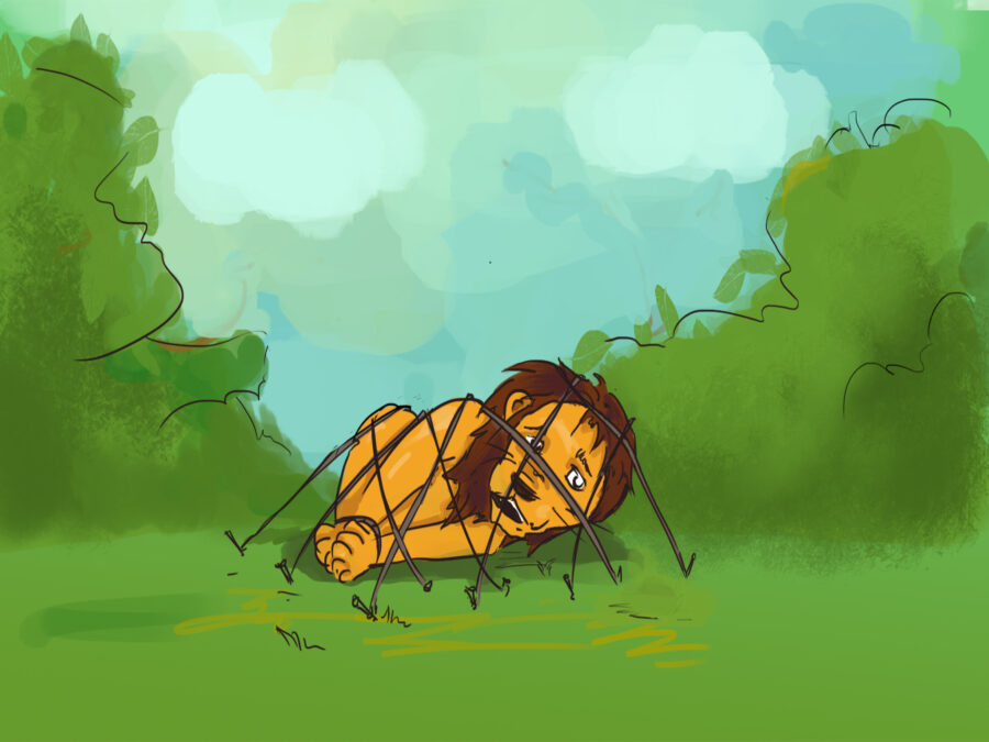  Lion in the hunters traps.